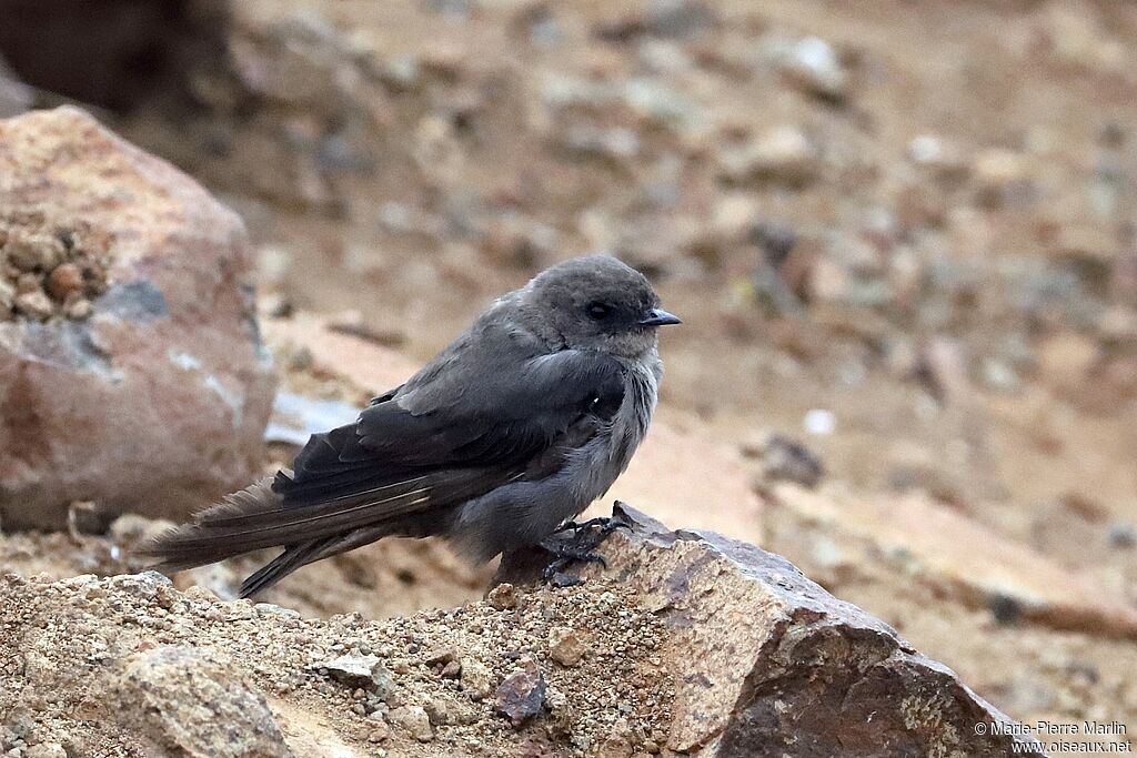 Dusky Crag Martinadult