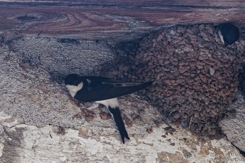 Western House Martinadult, Reproduction-nesting