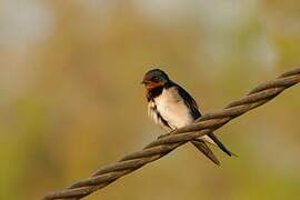 Red-chested Swallow