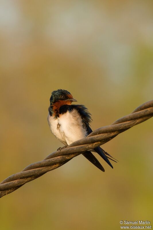 Red-chested Swallow