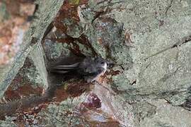 Eurasian Crag Martin