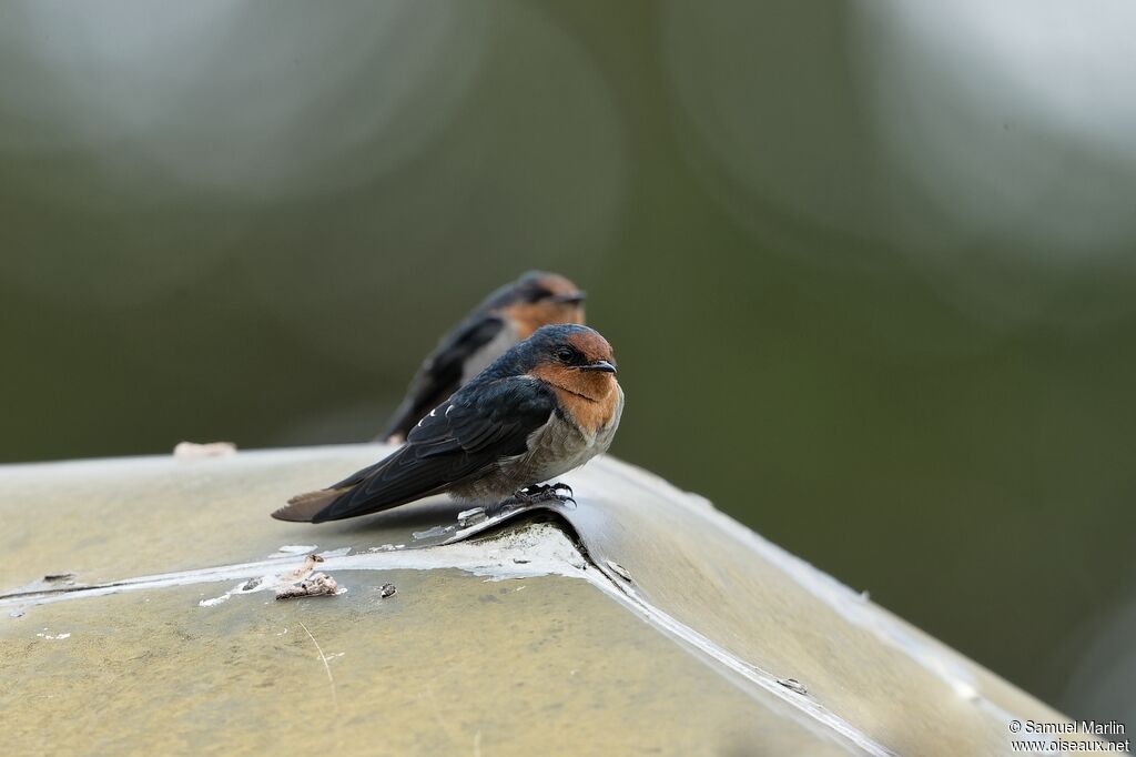 Hill Swallowadult