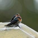 Hirondelle des Nilgiri