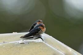 Hill Swallow