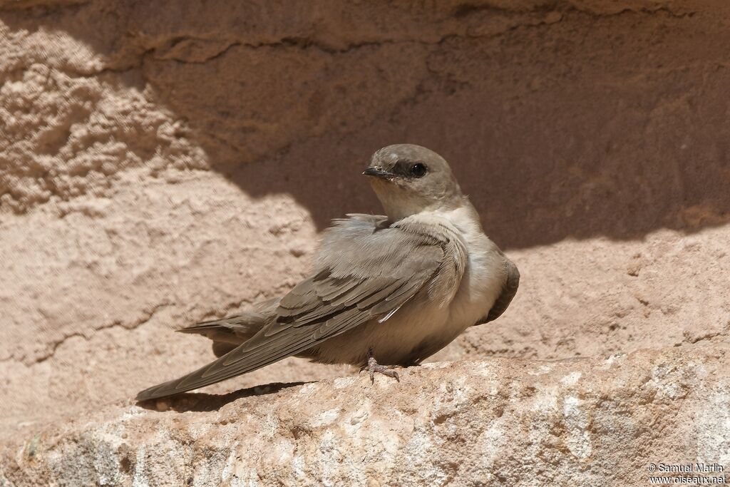 Pale Crag Martinadult