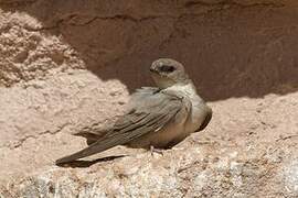 Pale Crag Martin