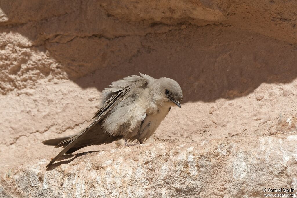 Pale Crag Martinadult