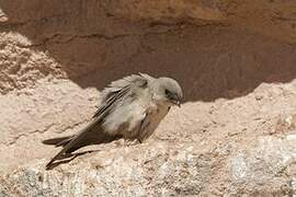 Pale Crag Martin