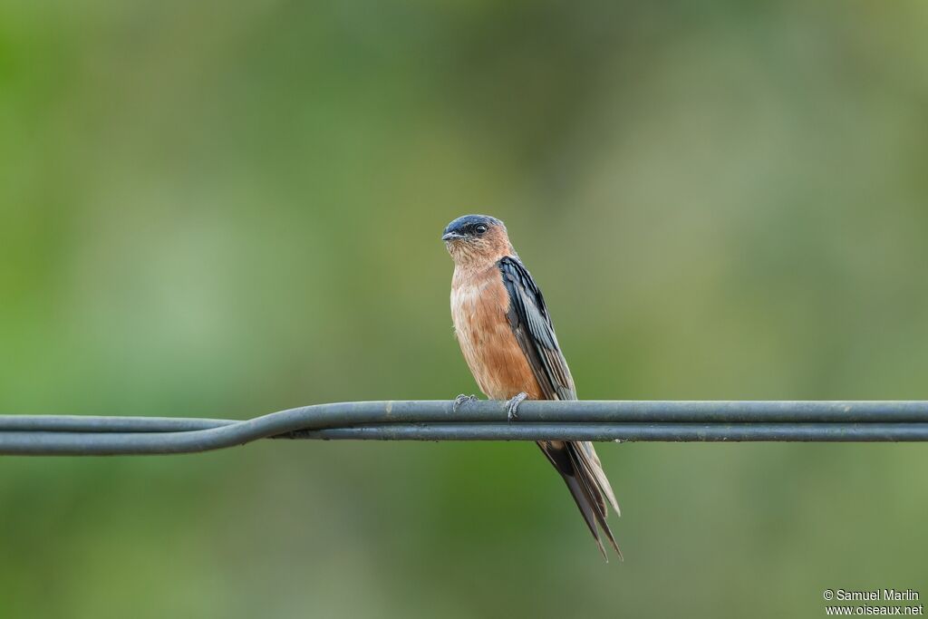 Sri Lanka Swallow