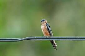 Sri Lanka Swallow