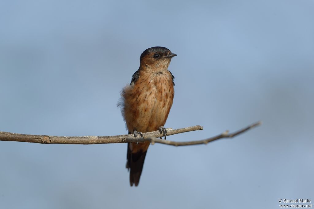 Hirondelle du Sri Lankaadulte