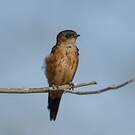 Hirondelle du Sri Lanka
