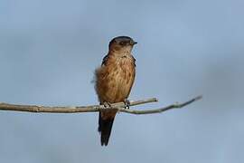 Sri Lanka Swallow