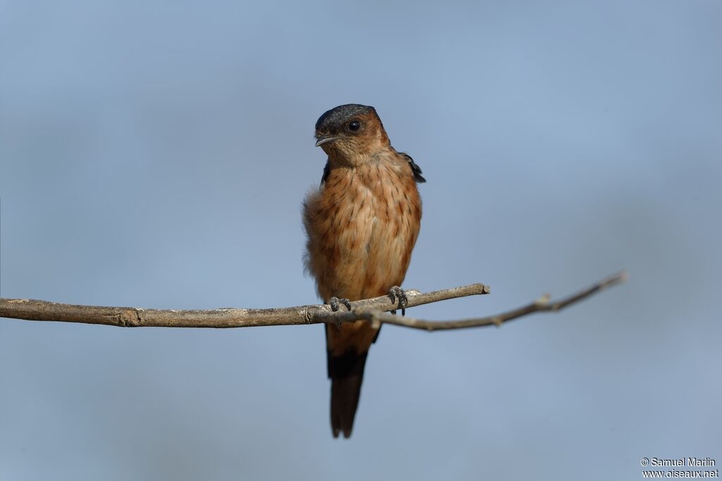 Hirondelle du Sri Lankaadulte