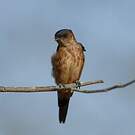 Hirondelle du Sri Lanka
