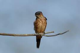 Sri Lanka Swallow