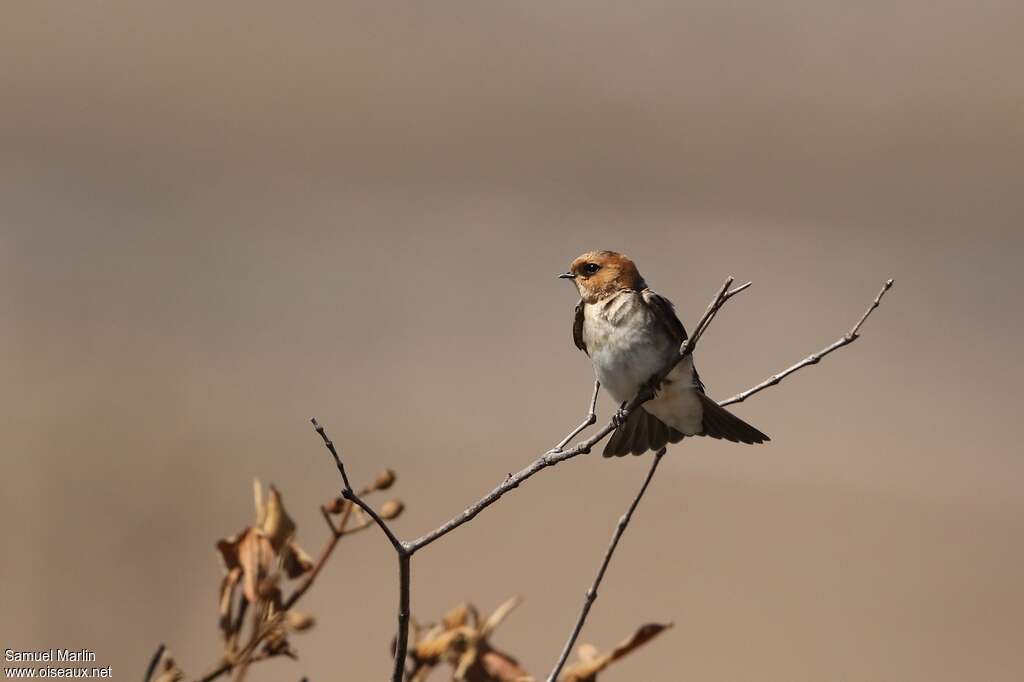 Hirondelle fardéeadulte, identification