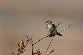 Tawny-headed Swallow