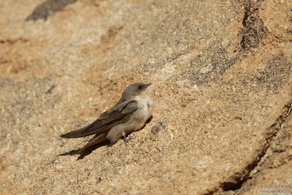 Hirondelle isabellineadulte