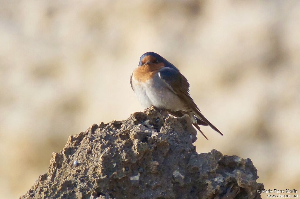 Hirondelle messagèreadulte