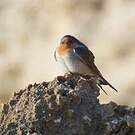 Hirondelle messagère