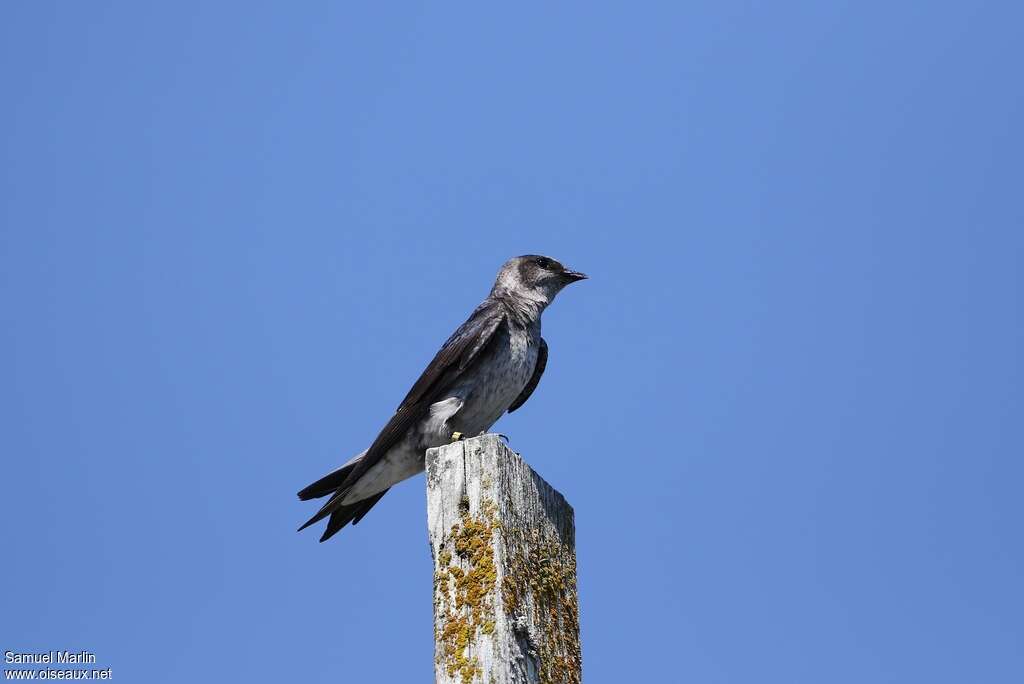 Hirondelle noire femelle adulte, identification