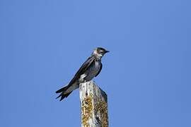 Purple Martin