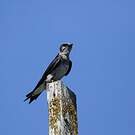 Hirondelle noire