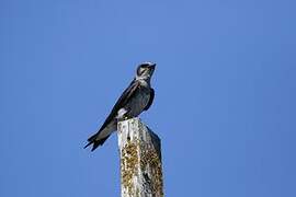 Purple Martin