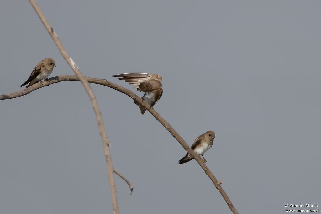 Hirondelle paludicole