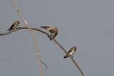 Hirondelle paludicole