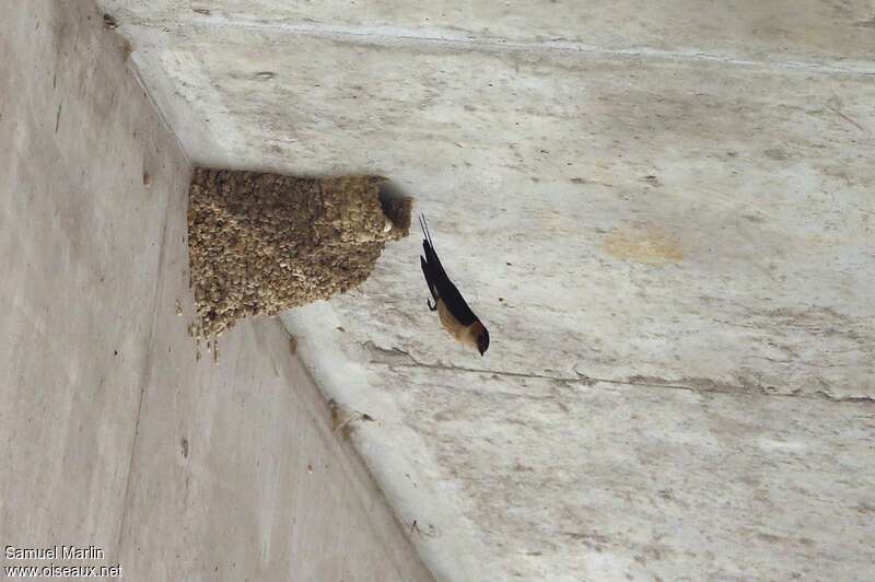 Red-rumped Swallow female adult, Reproduction-nesting