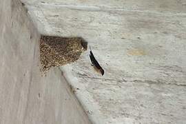 Red-rumped Swallow