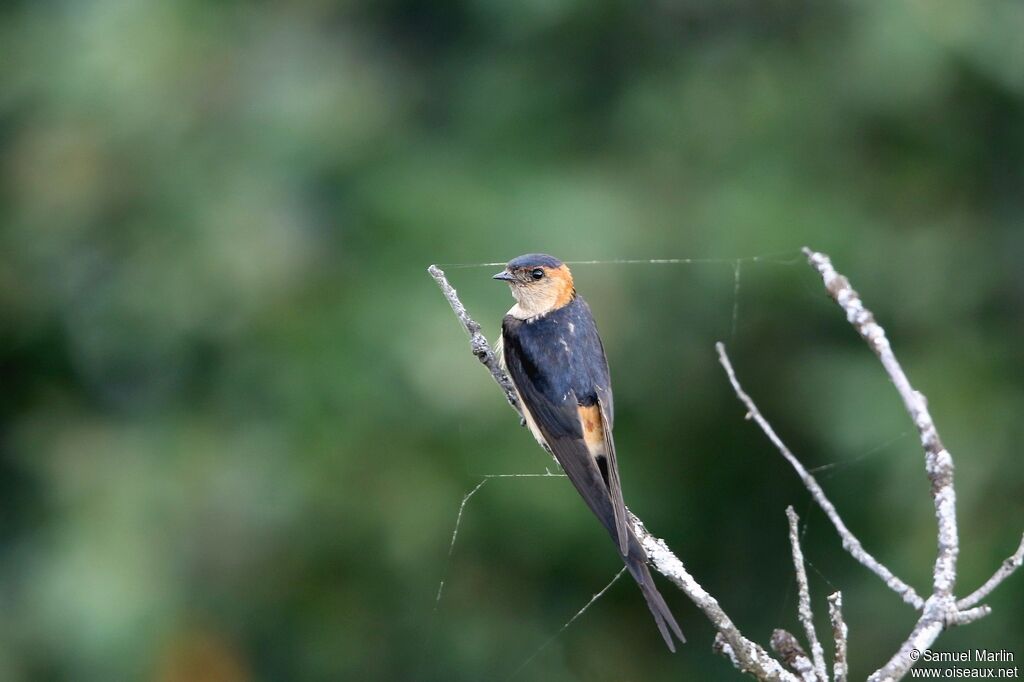 Red-rumped Swallowadult