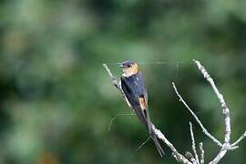 Red-rumped Swallow