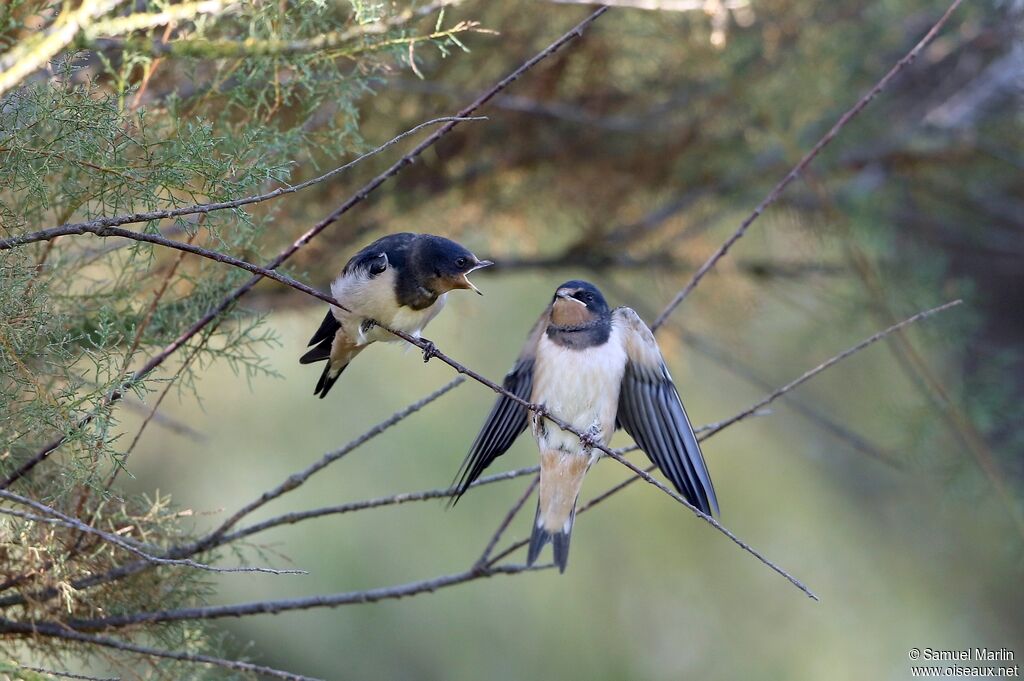 Barn Swallow