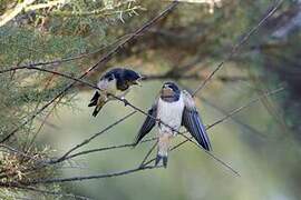 Barn Swallow