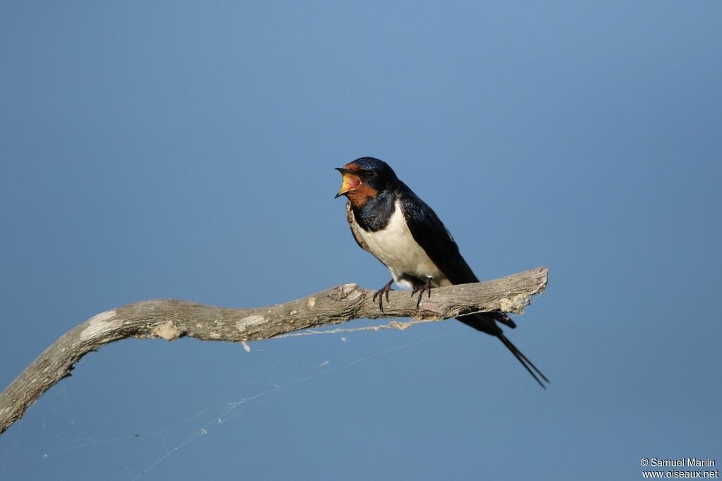 Barn Swallowadult