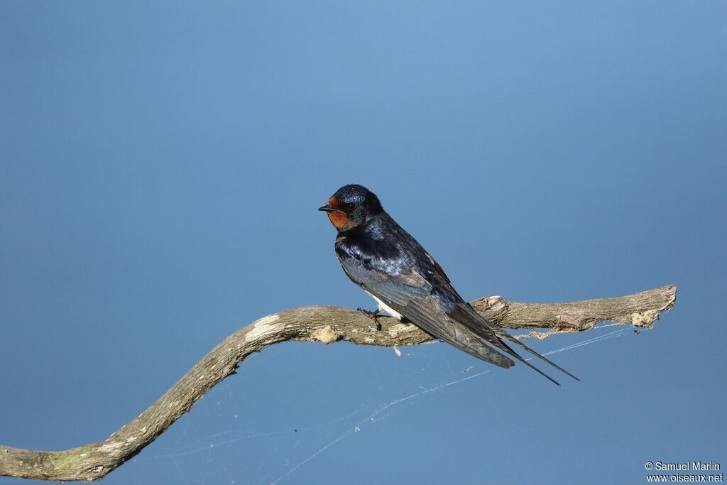 Hirondelle rustiqueadulte