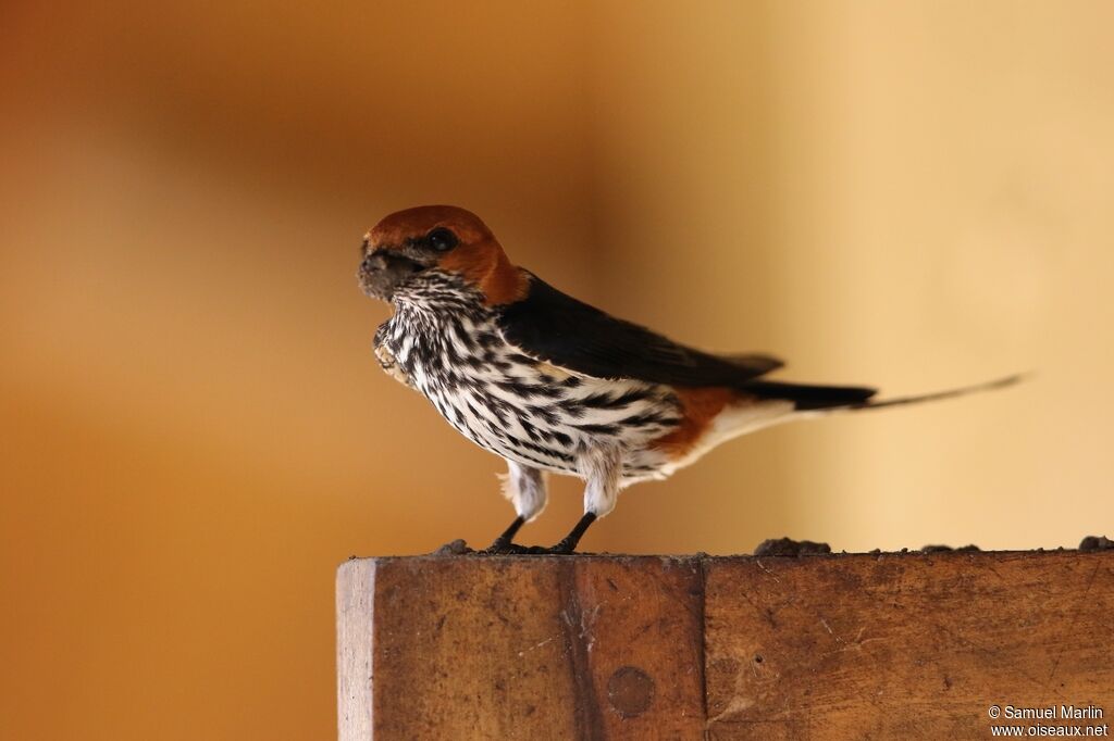 Lesser Striped Swallowadult