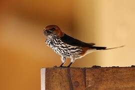 Lesser Striped Swallow