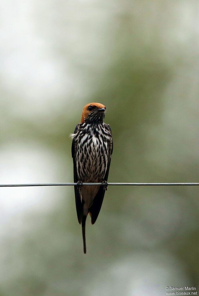 Lesser Striped Swallowadult