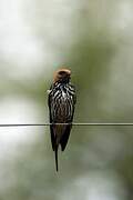 Lesser Striped Swallow