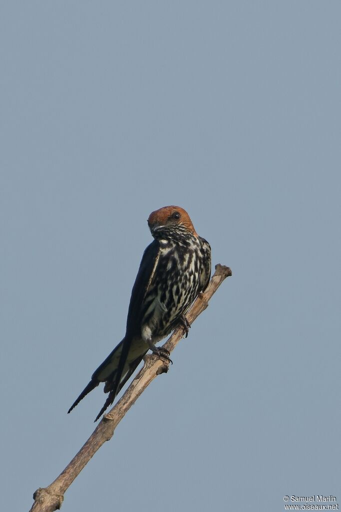 Hirondelle striée