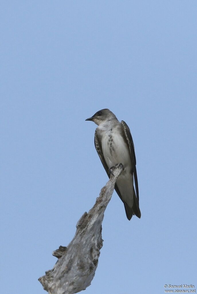 Brown-chested Martinadult