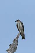 Brown-chested Martin