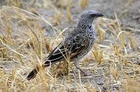 Rufous-tailed Weaver