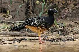 Bare-faced Curassow