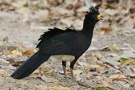 Bare-faced Curassow