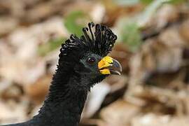 Bare-faced Curassow